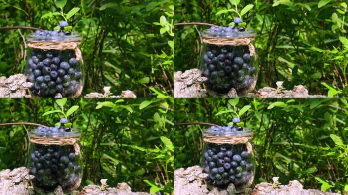 当地种植的有机蓝莓，季节性越橘乡村生态友好的概念。森林里蓝莓的特写，叶子绿叶。乡村生活园艺生态生活采