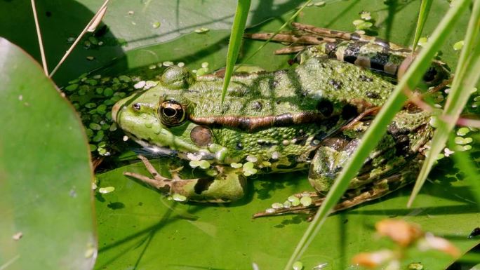 一只池蛙(Pelophylax lessonae)在池塘的睡莲花瓣上休息的特写镜头