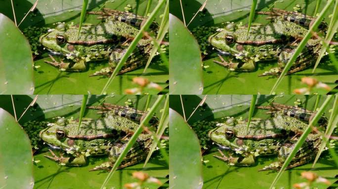 一只池蛙(Pelophylax lessonae)在池塘的睡莲花瓣上休息的特写镜头