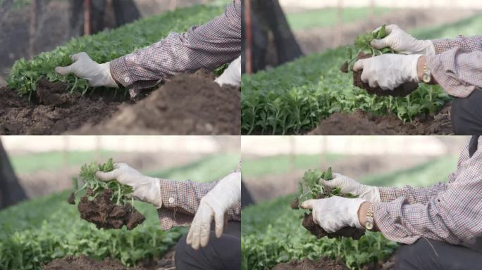 园丁将幼苗从土壤中拔出来并清洗