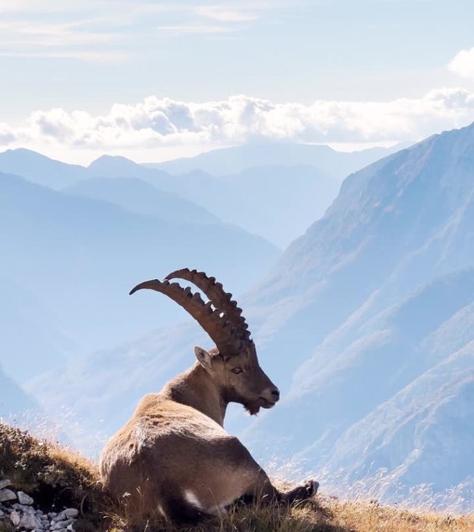 宁静的山羊在阿尔卑斯山上吃草