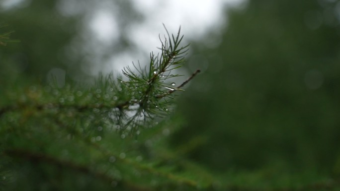 雨后松枝