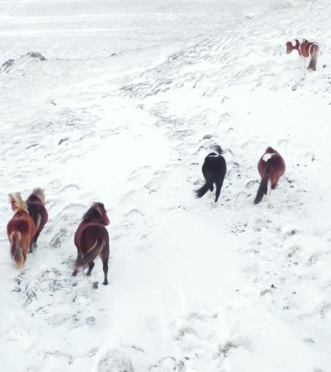 竖屏:冬季田野里奔跑的马。冰岛的纯净自然。雪覆盖草原上的乡村动物。冻结的北方景观鸟瞰图4k。为社交媒