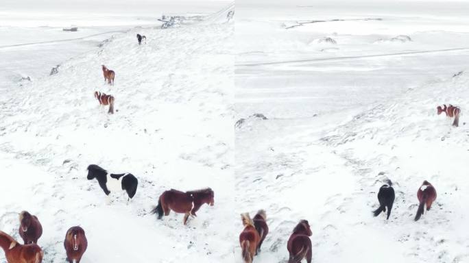 竖屏:冬季田野里奔跑的马。冰岛的纯净自然。雪覆盖草原上的乡村动物。冻结的北方景观鸟瞰图4k。为社交媒