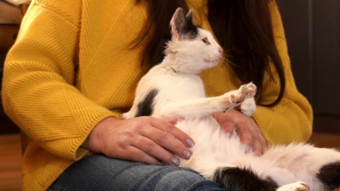 特写:无法辨认的穿黄色衬衫的短发女人抓挠着黑猫和白猫呼噜声的肚子。动物收容所