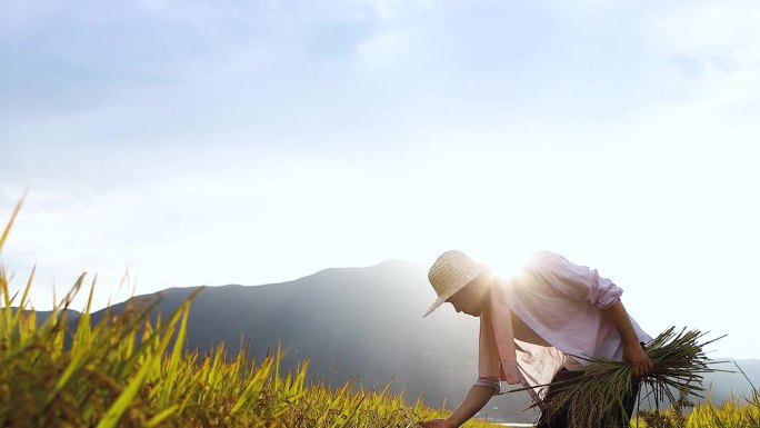 秋日稻田的景色以成熟的稻谷为背景，农民戴着草帽，手拿稻穗，收获季节的阳光和落日的田野为背景