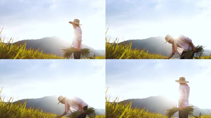 秋日稻田的景色以成熟的稻谷为背景，农民戴着草帽，手拿稻穗，收获季节的阳光和落日的田野为背景