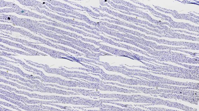 明光背景下，切片心肌在光镜下放大100倍