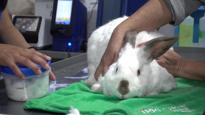 一只小白兔躺在兽医的桌子上擦拭温度计的特写镜头