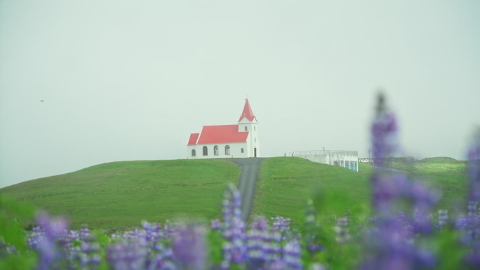 神圣的Ingjaldsholskirkja教堂在山上与羽扇豆野花在冰岛雾霭