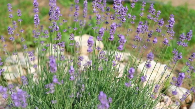 精致明亮的背景与薰衣草的叶子，微小的紫罗兰花。户外种植的薰衣草。唇形科、唇形科。普罗旺斯香草。调味料