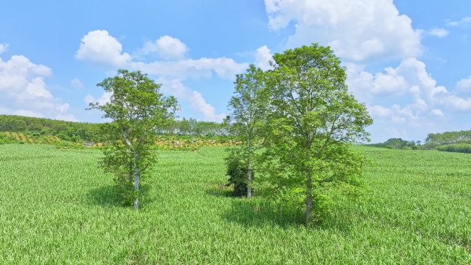 航拍乡村振兴甘蔗种植园木棉树