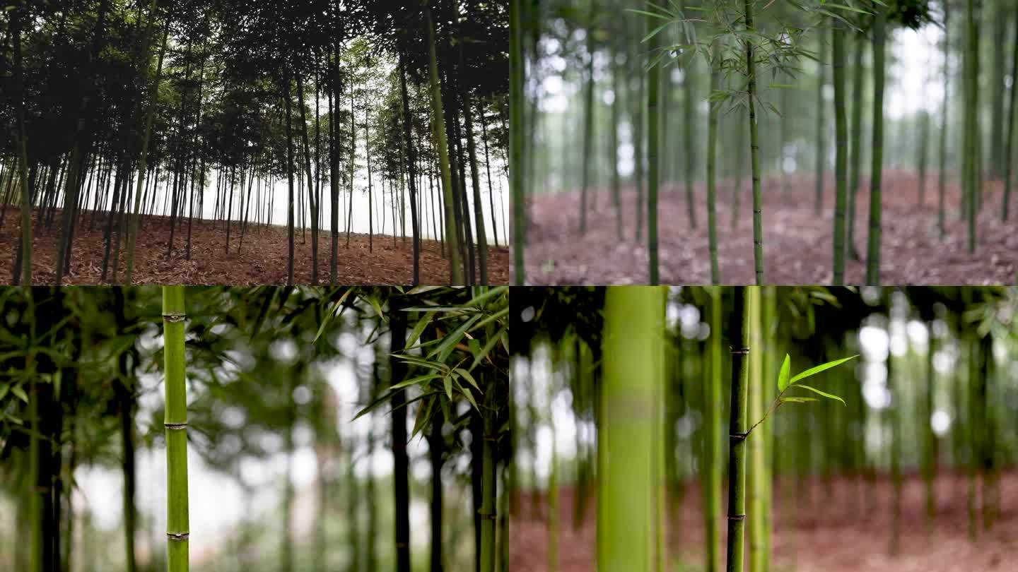 x098 生态 竹子细节