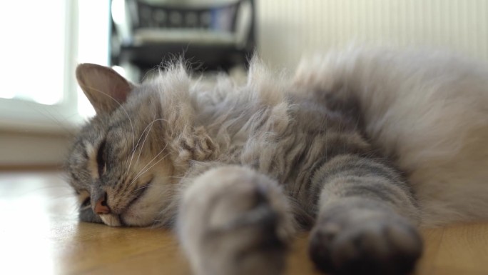毛茸茸的家猫躺在拼花地板上打呼噜