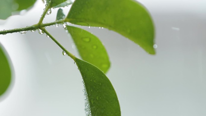 雨中新鲜的绿色植物特写