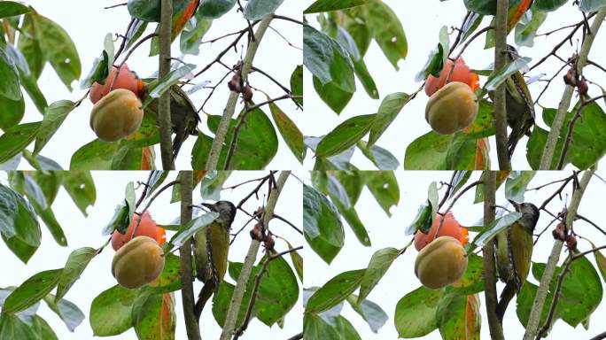 灰头绿啄木鸟吃柿子
