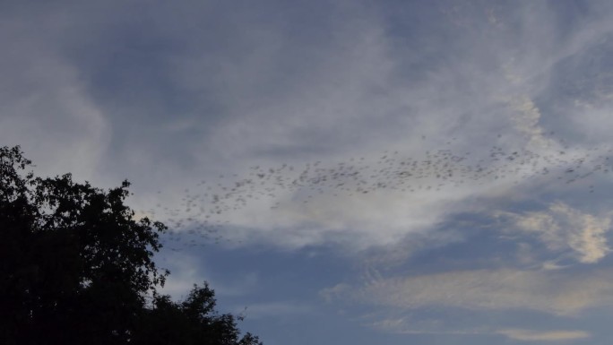 蝙蝠从洞穴飞向天空。