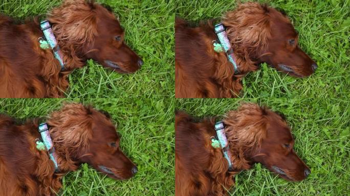 一只爱尔兰塞特狗躺在乡间小路上长满草的麦田里，和主人一起散步，舌头伸在外面，慢动作。