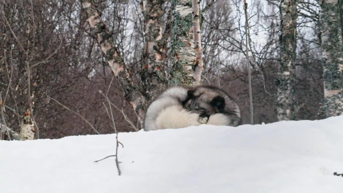 北极狐(Vulpes lagopus)在极地公园睡觉的特写