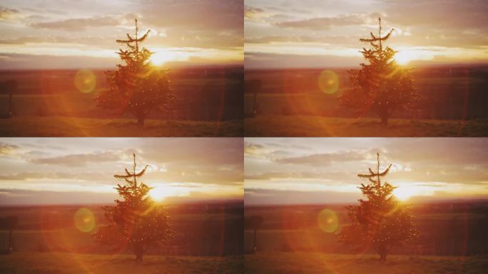 DS日落时分，美丽的镜头照在乡村葡萄园上方小山上的圣诞树上