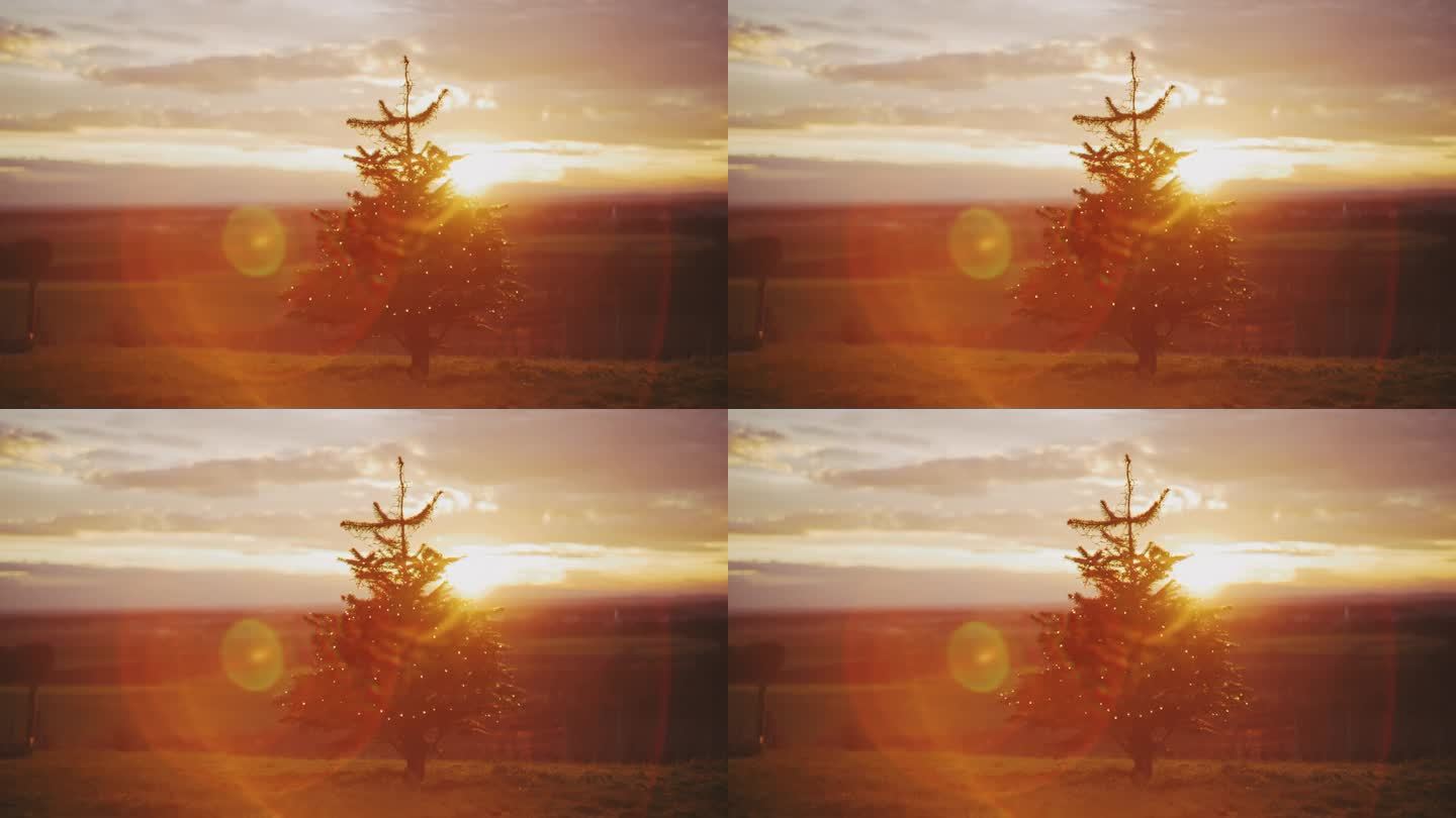 DS日落时分，美丽的镜头照在乡村葡萄园上方小山上的圣诞树上
