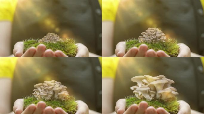 平菇生长在一个农家女孩的手中。生长的平菇上升延时4k镜头。生蚝菇。木耳白泷加速延时