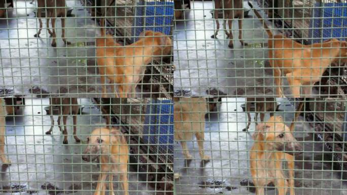 一只棕色的流浪狗从笼子里望出去，汪汪地叫着——它被关在笼子里，害怕极了