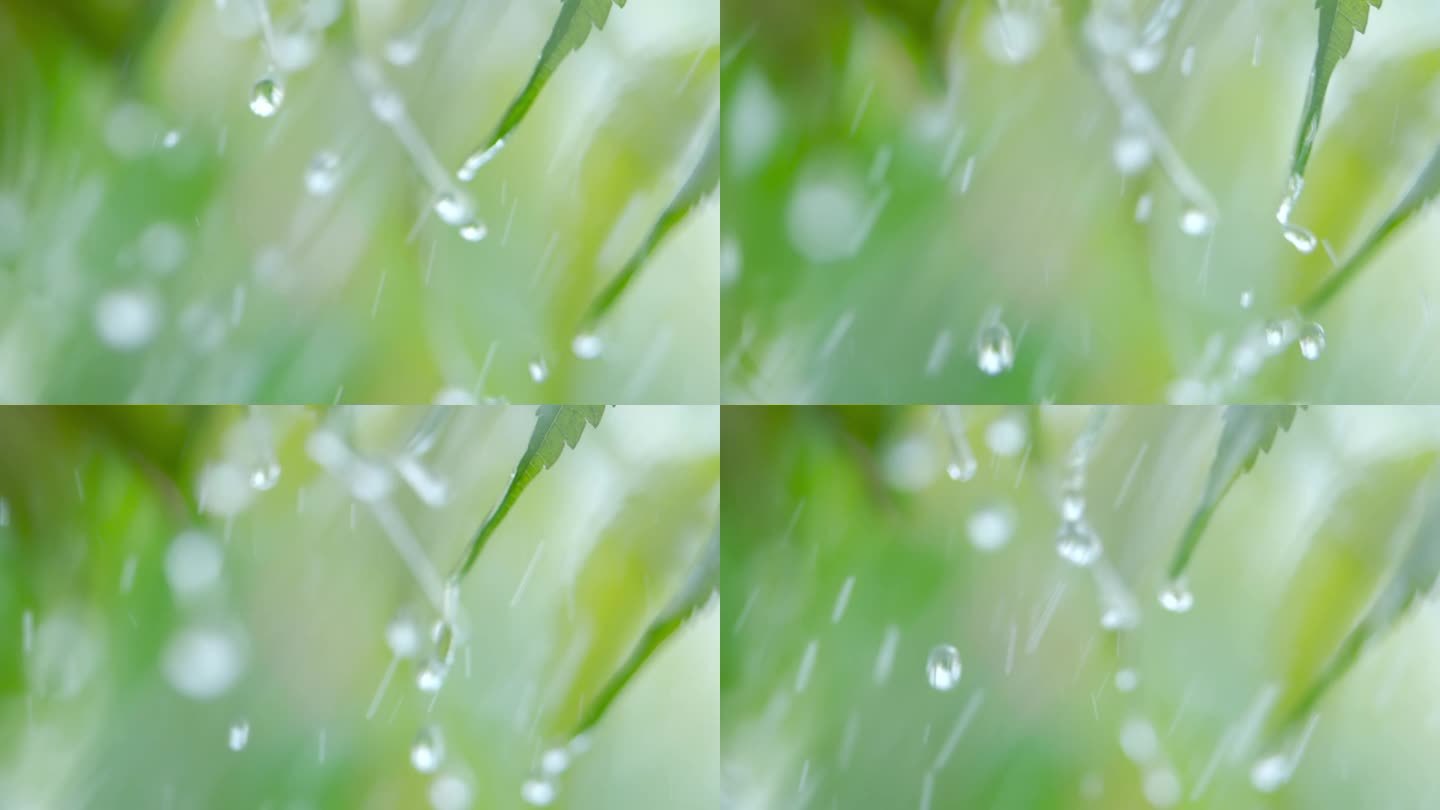 特写水滴绿叶前景。大雨落在绿色植物的叶子上。平静放松冥想和平的背景。下雨时从绿叶蕨类植物上滴下的慢动