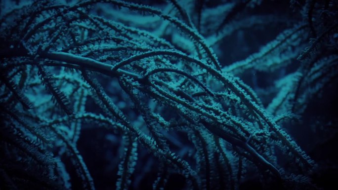 海洋深处的热带珊瑚植物