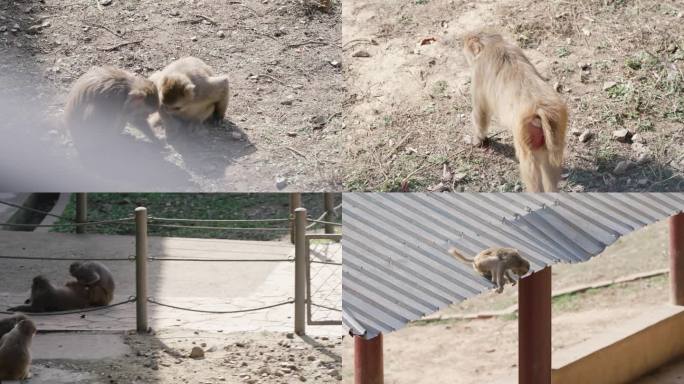 武汉九峰森林动物园美猴寨的猴子