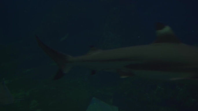 鲨鱼在水柱深处游动。