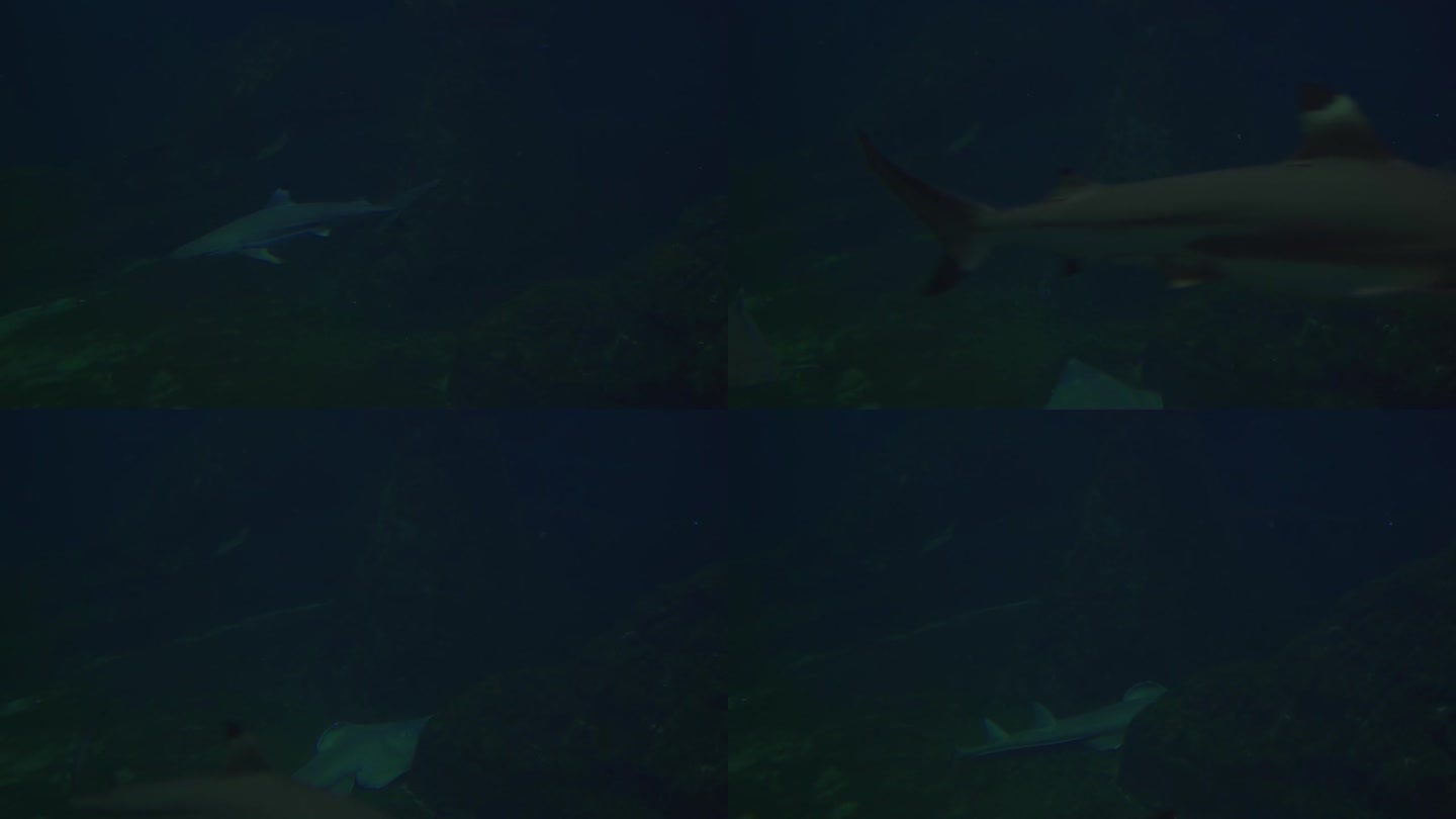 鲨鱼在水柱深处游动。