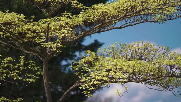 细长的树枝上覆盖着嫩绿的春叶。慢动作视差拍摄，散景背景。