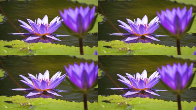 池塘里的一朵莲花
