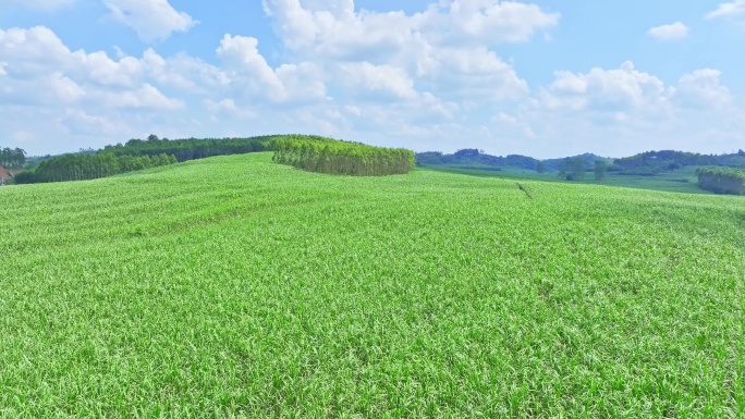 航拍广西甘蔗种植区甘蔗园区