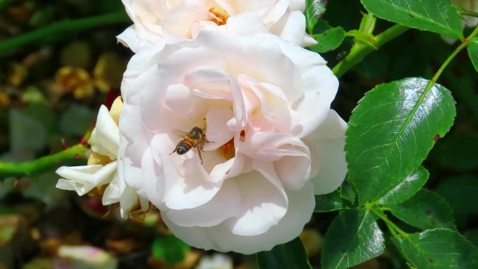 杂交茶玫瑰的授粉蜜蜂、昆虫和盘旋蝇。