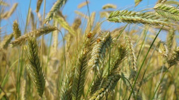 麦秆上的瓢虫。农业经营环境友好型小麦。蓝天麦田夏季肥沃背景。小麦的小穗随风摇摆。全球粮食危机。