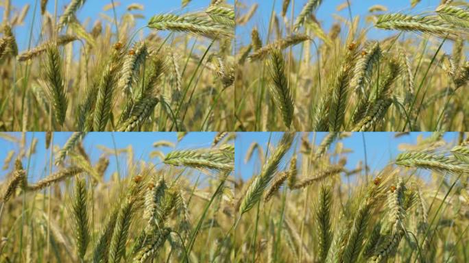 麦秆上的瓢虫。农业经营环境友好型小麦。蓝天麦田夏季肥沃背景。小麦的小穗随风摇摆。全球粮食危机。