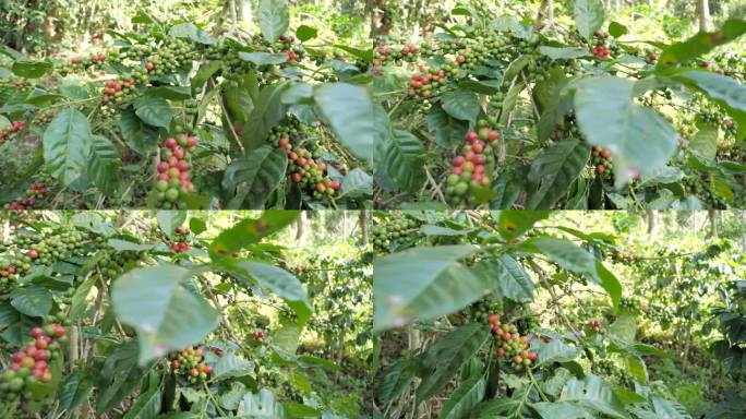 在印度多风的田野里，一株咖啡树的树枝上结满了红熟咖啡豆和绿咖啡豆