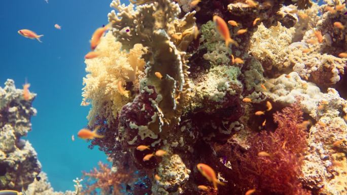 美丽的近距离拍摄珊瑚场景，在莴苣珊瑚或黄卷珊瑚(Turbinaria reniformis)附近游泳