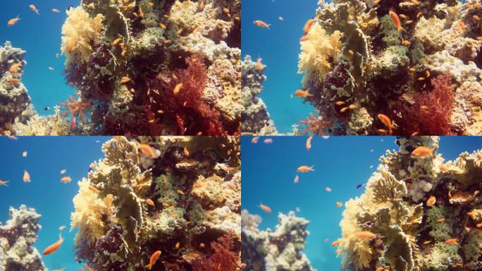 美丽的近距离拍摄珊瑚场景，在莴苣珊瑚或黄卷珊瑚(Turbinaria reniformis)附近游泳