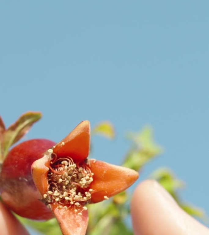 在一个以蓝天为背景的特写镜头里，你触摸着灌木上石榴红色的小胚。垂直视频。