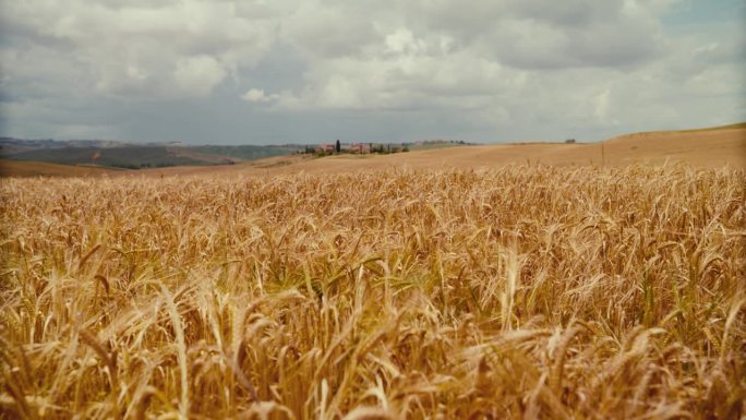 托斯卡纳，阳光明媚的夏日，金色的小麦作物