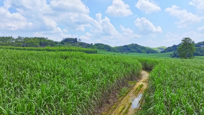 航拍广西甘蔗种植园田间小路