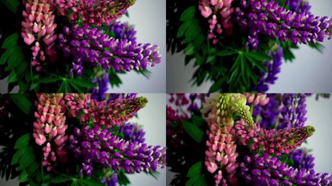 一束羽扇豆。在灰色的背景上，有粉红色和紫色的夏季花。羽扇豆花蕾。夏日花香背景