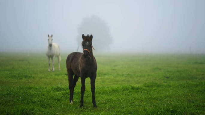 雾天里绿色牧场上的黑白马