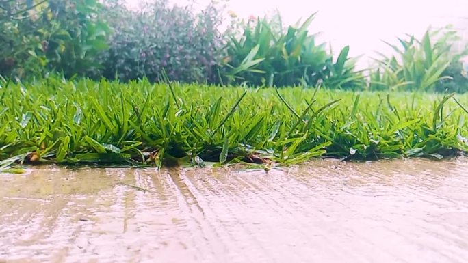 雨和冰雹在花园与绿草和自然采光，强降雨在中美洲。