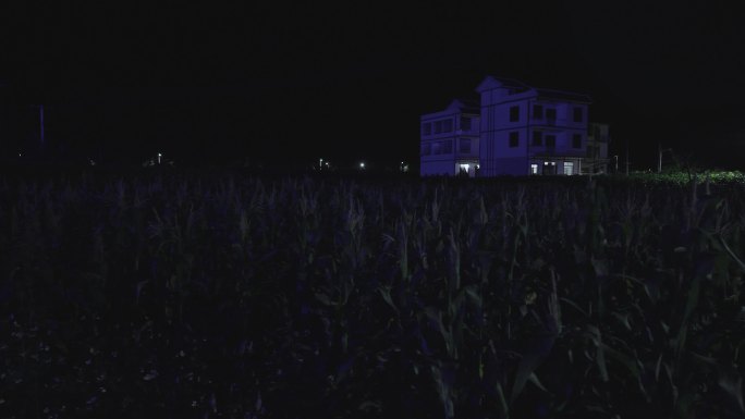 乡村玉米地夜晚
