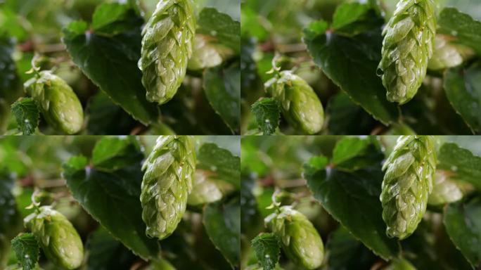 冷光下的啤酒花锥，展示了一个慢动作的水滴;以叶子和球果为背景的啤酒花丛。