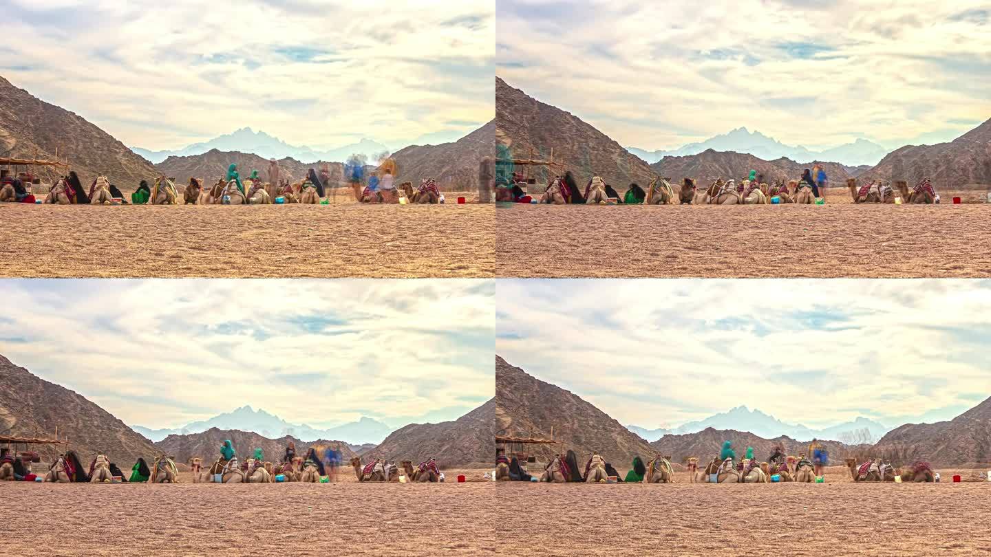 时光流逝——骆驼商队和游客在炎热的沙漠中休息。静态广角镜头